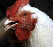 Le poulet contaminé à la dioxine...