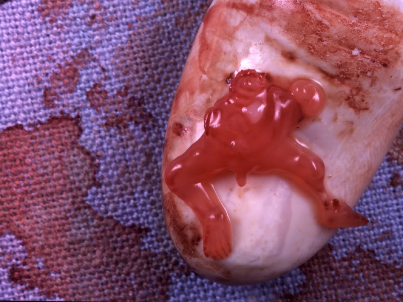 Can You Get A Dog An Abortion Can You Get A Dog An Abortion